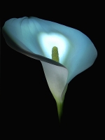 Calla